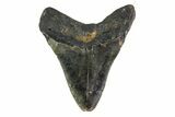 Fossil Megalodon Tooth - North Carolina #153090-1